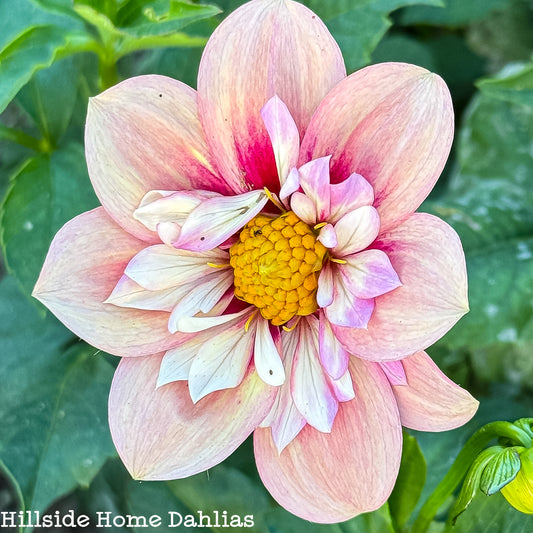 Rhubarb & Custard Tuber (Limit One)