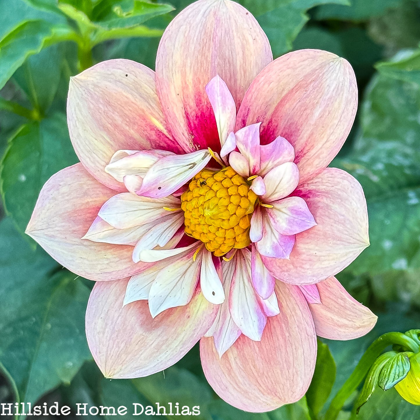 Rhubarb and Custard Rooted Cutting