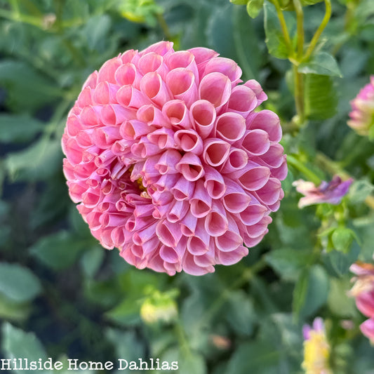 Caitlin’s Joy Tuber