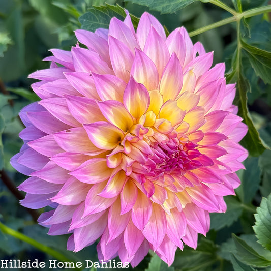 Hollyhill Gloria Tuber