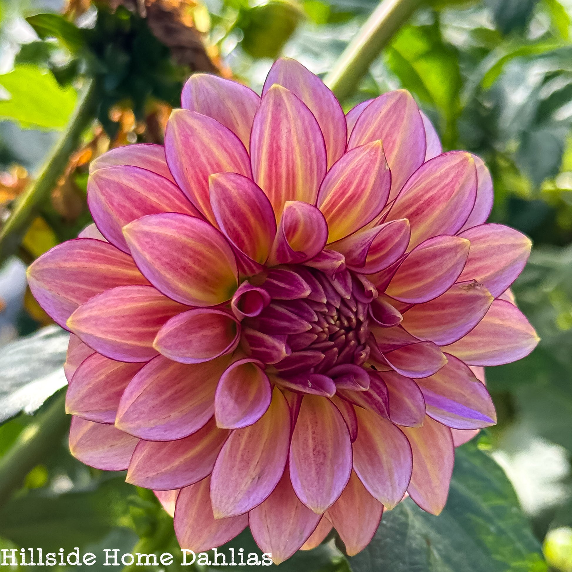 RM Raspberry Twinkle