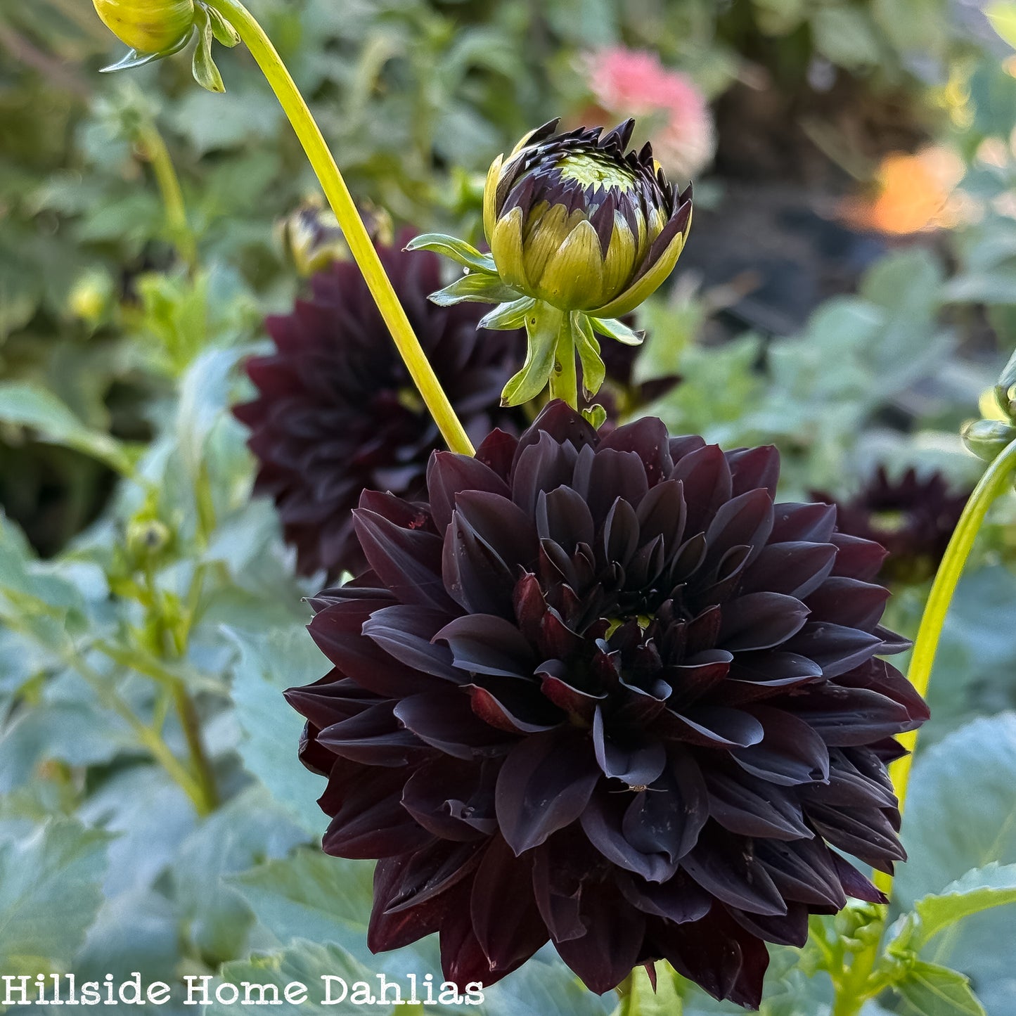 Czarny Charakter Tuber (Limit One)