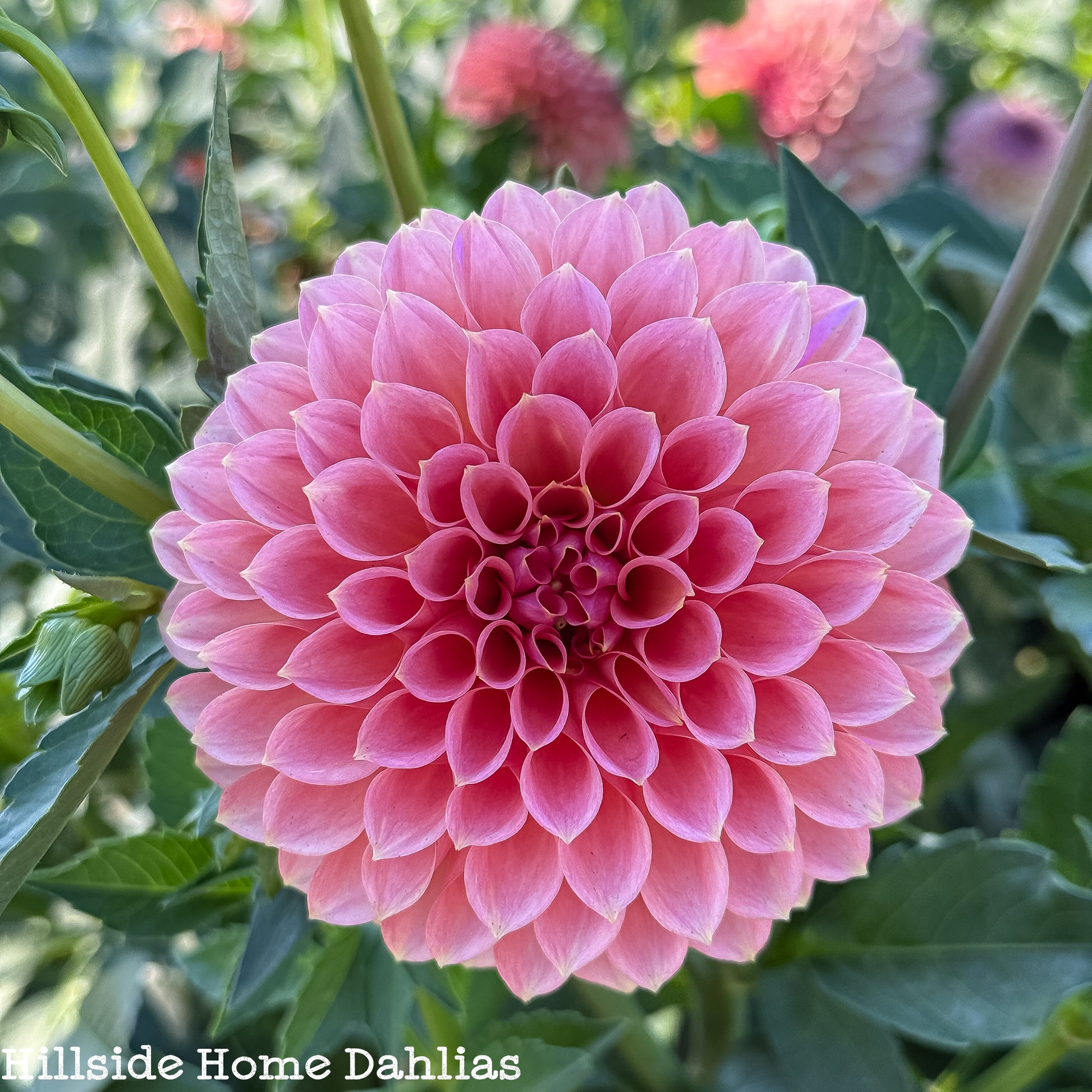 RM Lure Dahlia