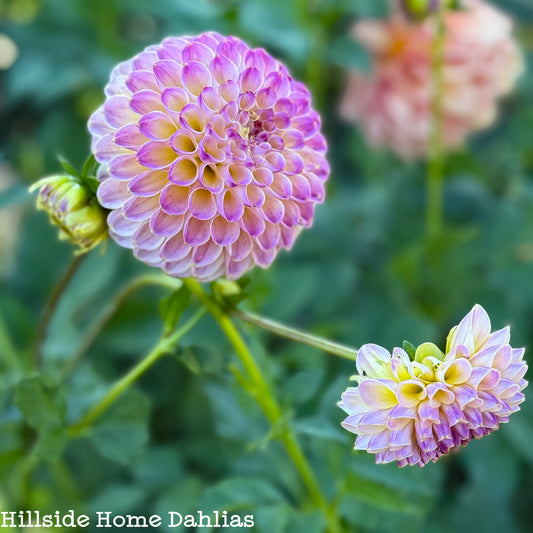 Hapet Pearl dahlia
