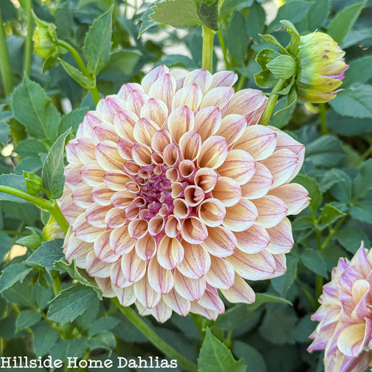 KA's®️ Rhubarb Rooted Cutting