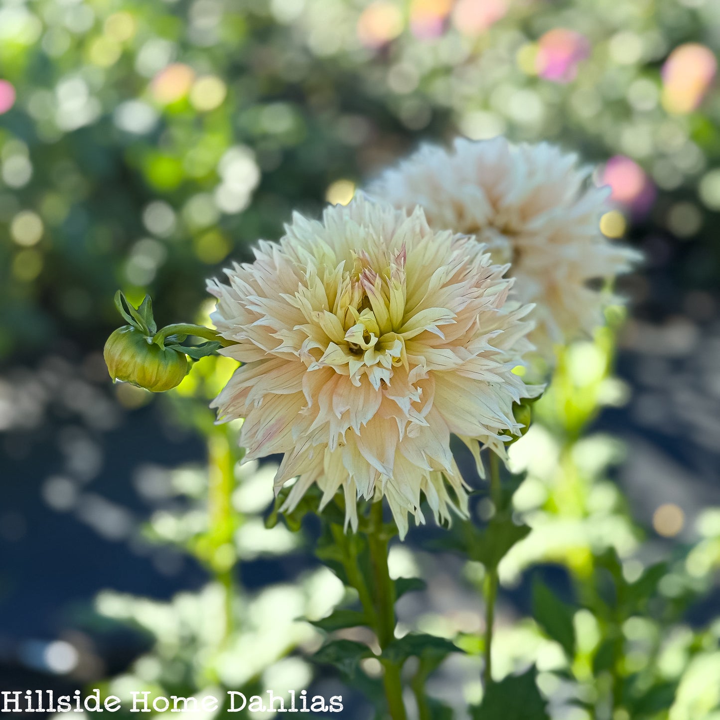 Hapet Champagne Tuber