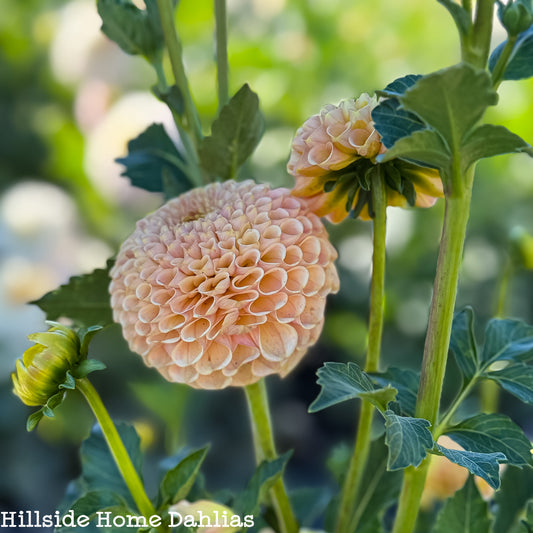 KA's Honeycomb Dahlia