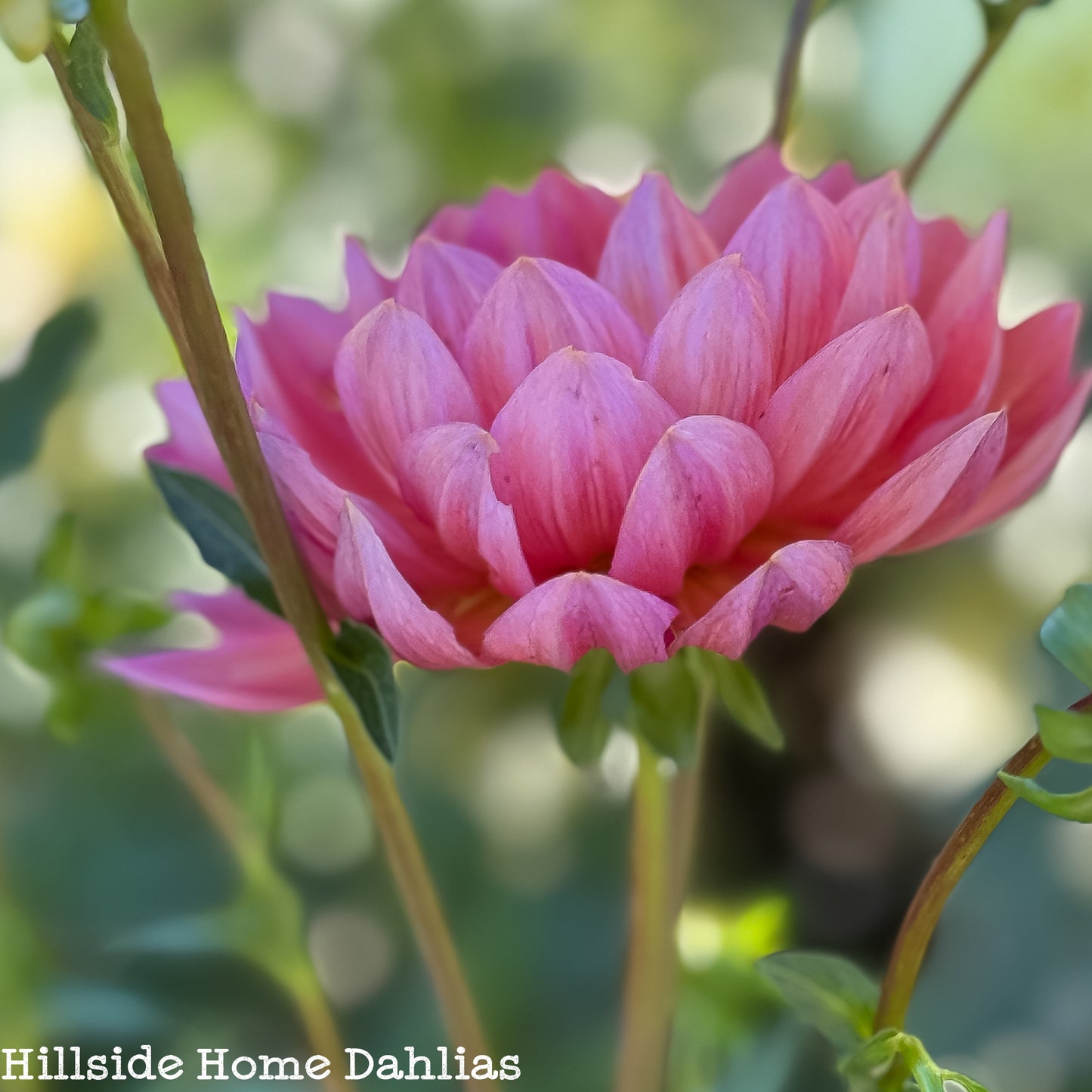 Hollyhill Daydream Rooted Cutting