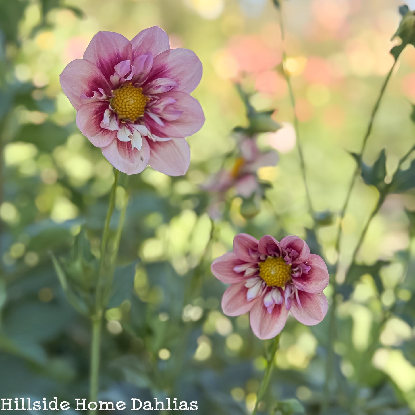 Rhubarb and Custard Rooted Cutting