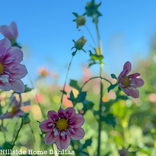 Rhubarb and Custard Rooted Cutting