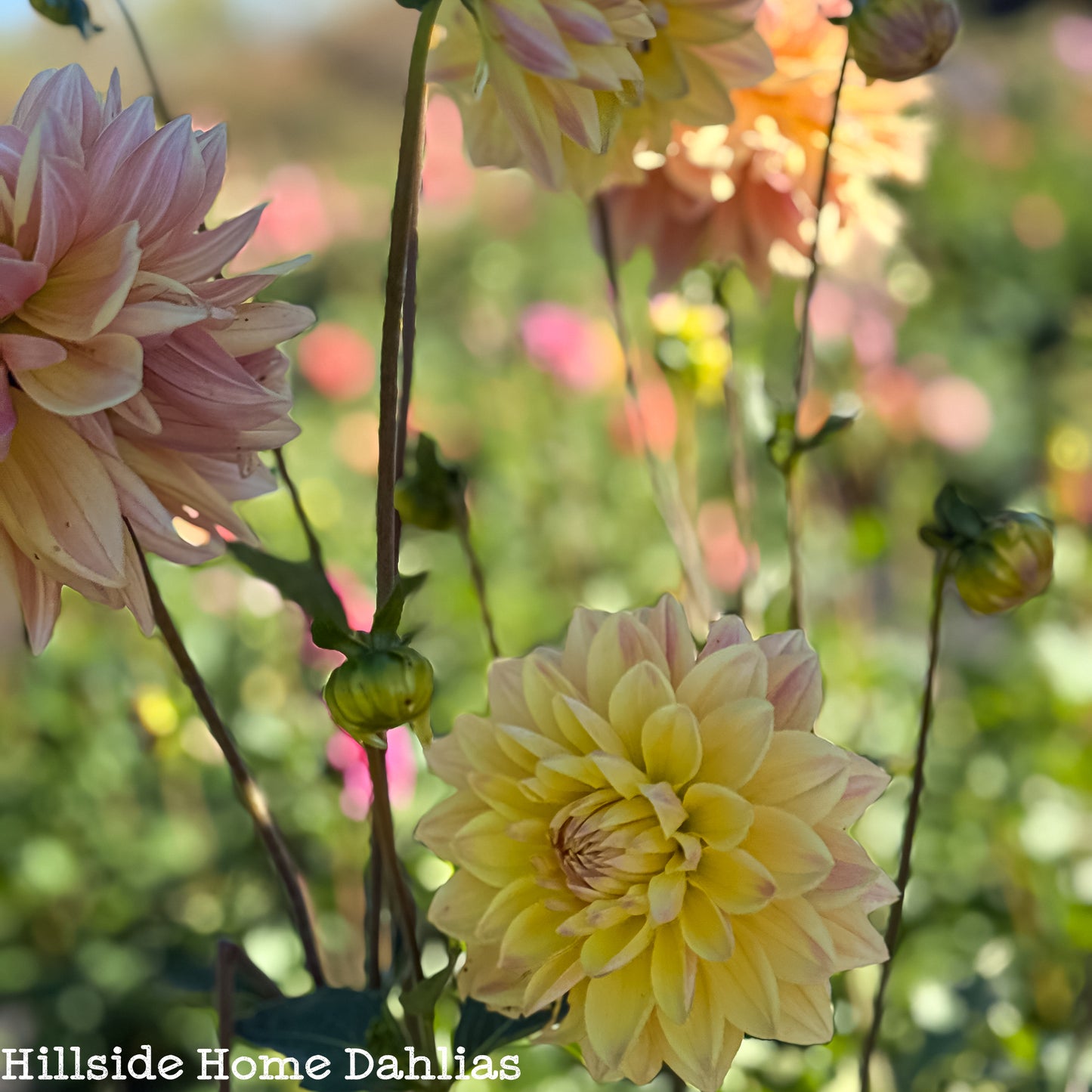 Lee's Lotus Land Dahlia