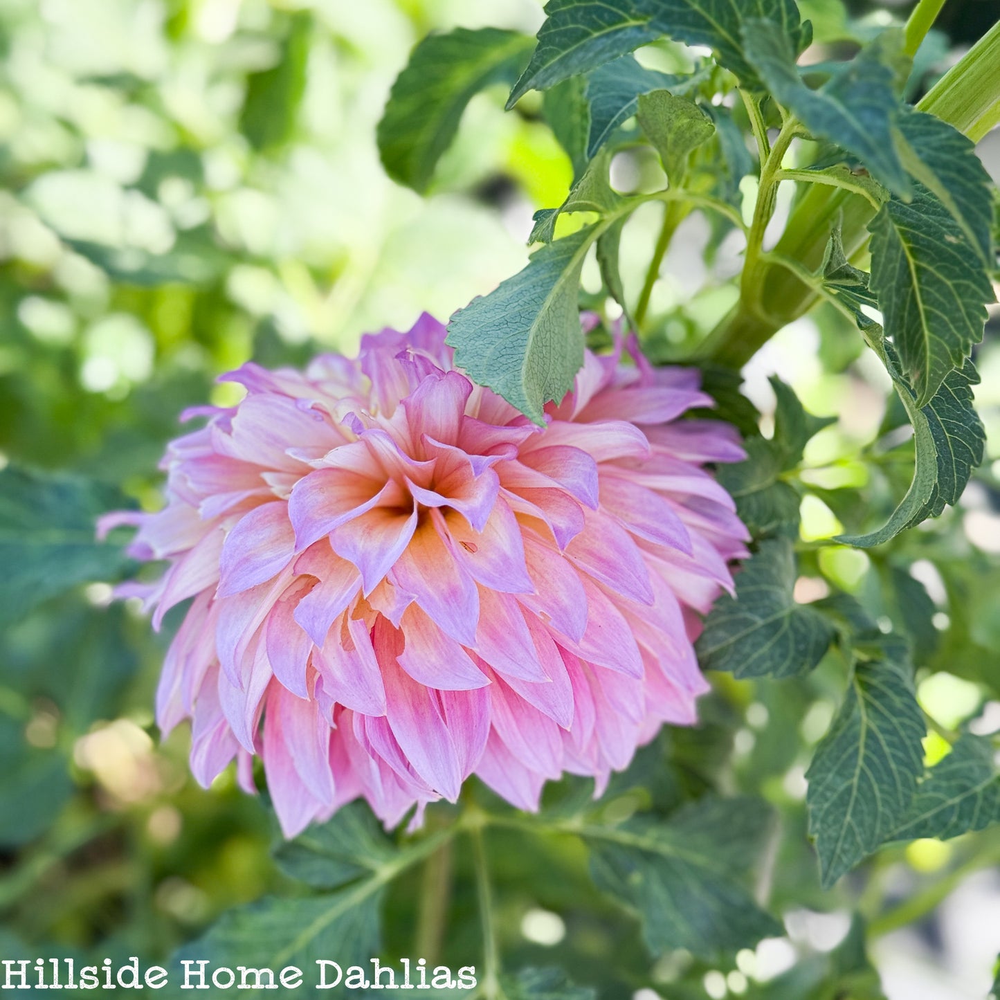 Hollyhill Gloria Tuber