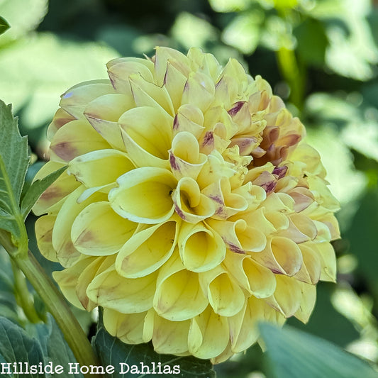 Ferncliff Spice Tuber