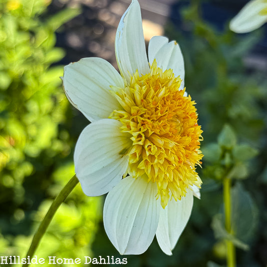 Platinum Blonde Tuber
