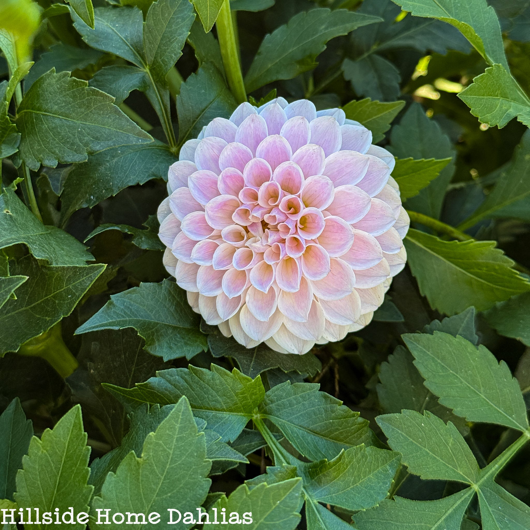 RM Hannah Joe Tuber (Limit One) – Hillside Home Dahlias