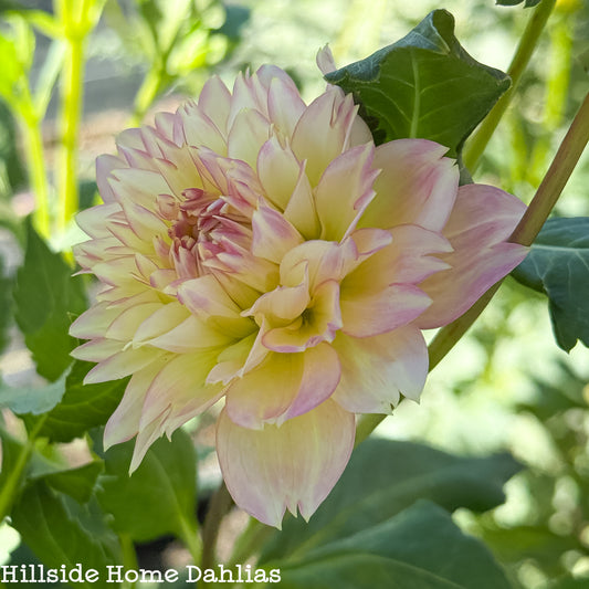 Rosemary Webb Rooted Cutting