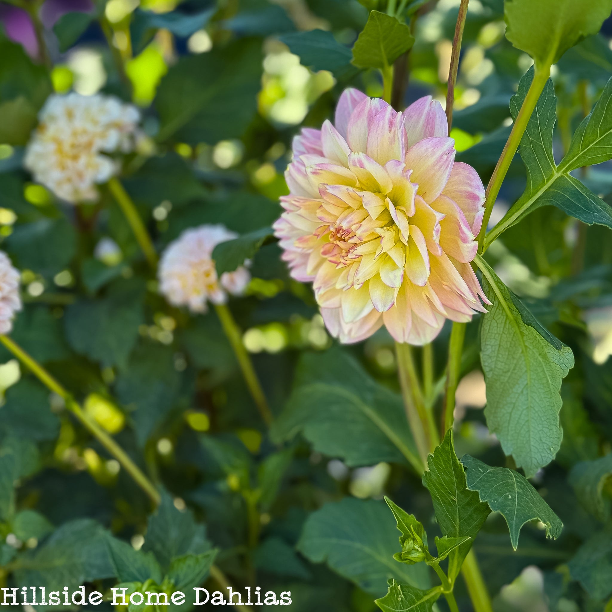 Rosemary Webb Rooted Cutting – Hillside Home Dahlias