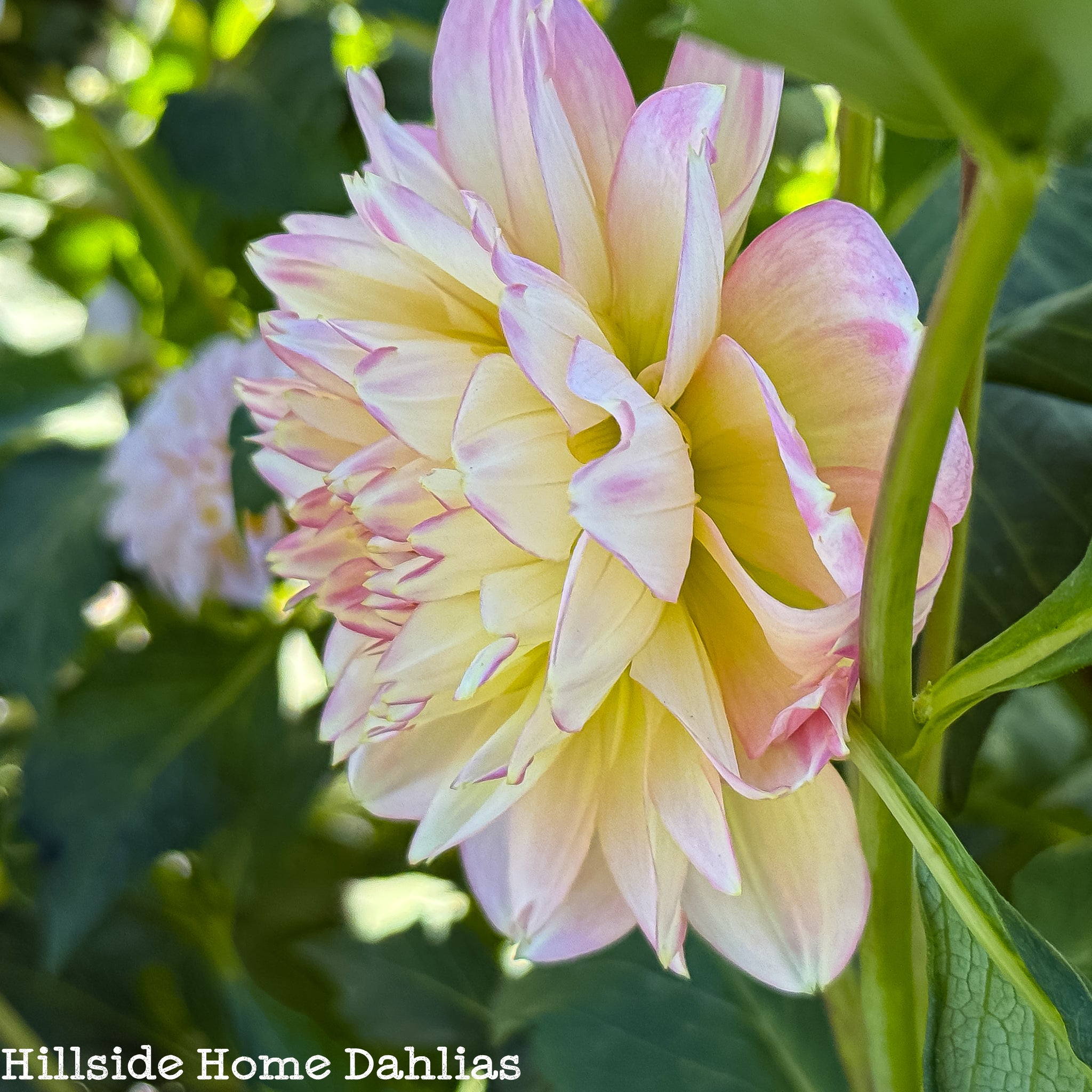 Rosemary Webb Rooted Cutting – Hillside Home Dahlias