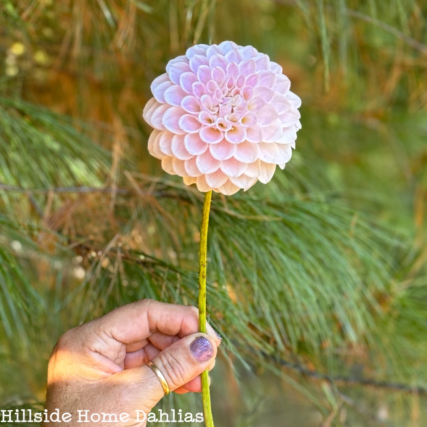 RM Hannah Joe Dahlia