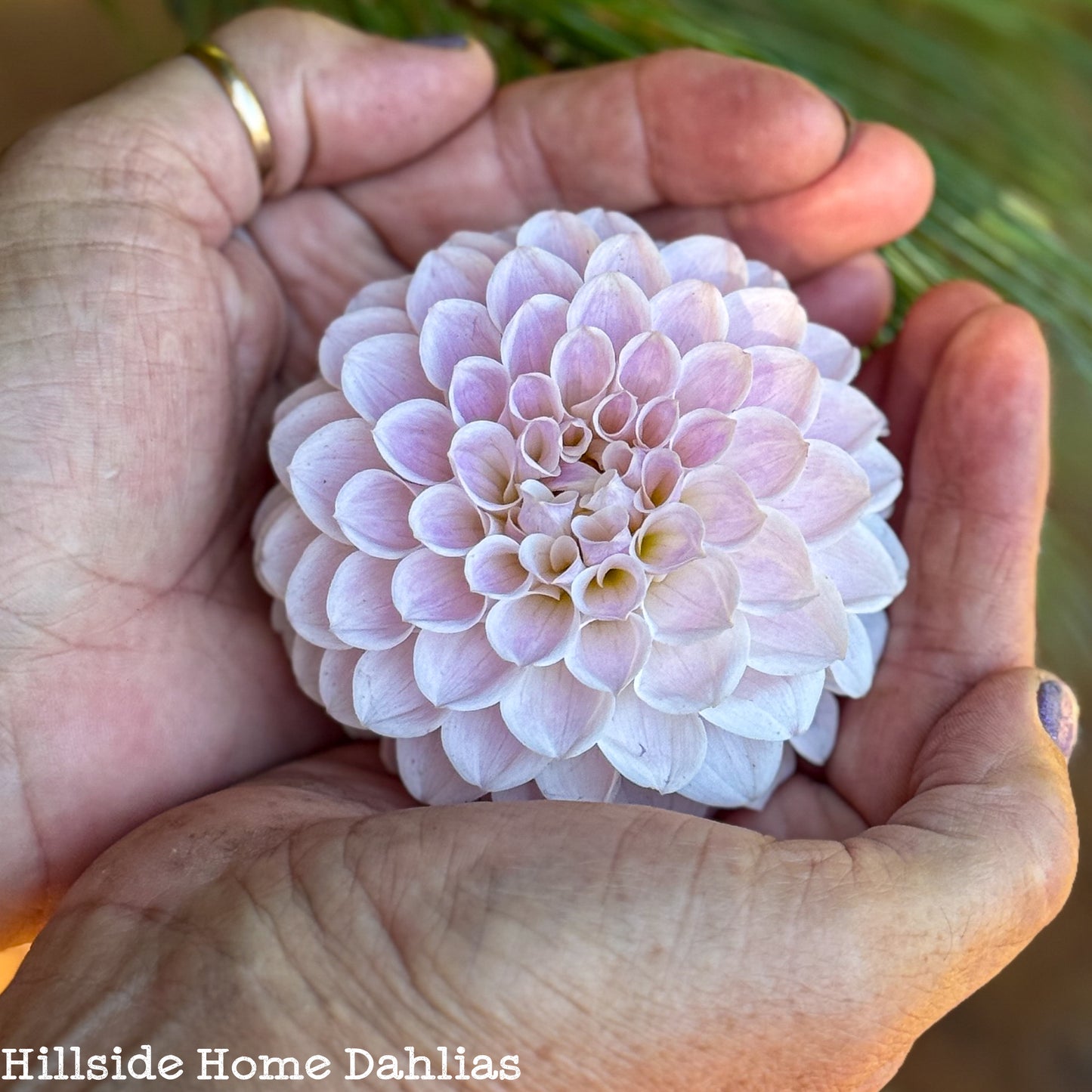 RM Hannah Joe Dahlia