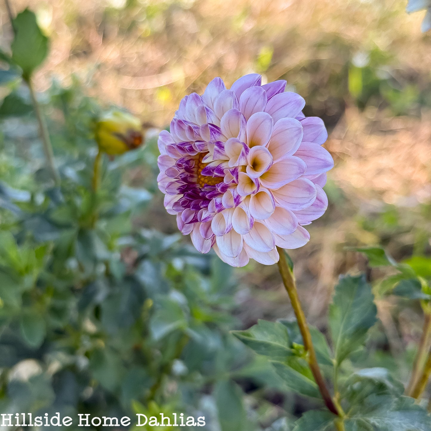 Bloomquist Wonderful Tuber