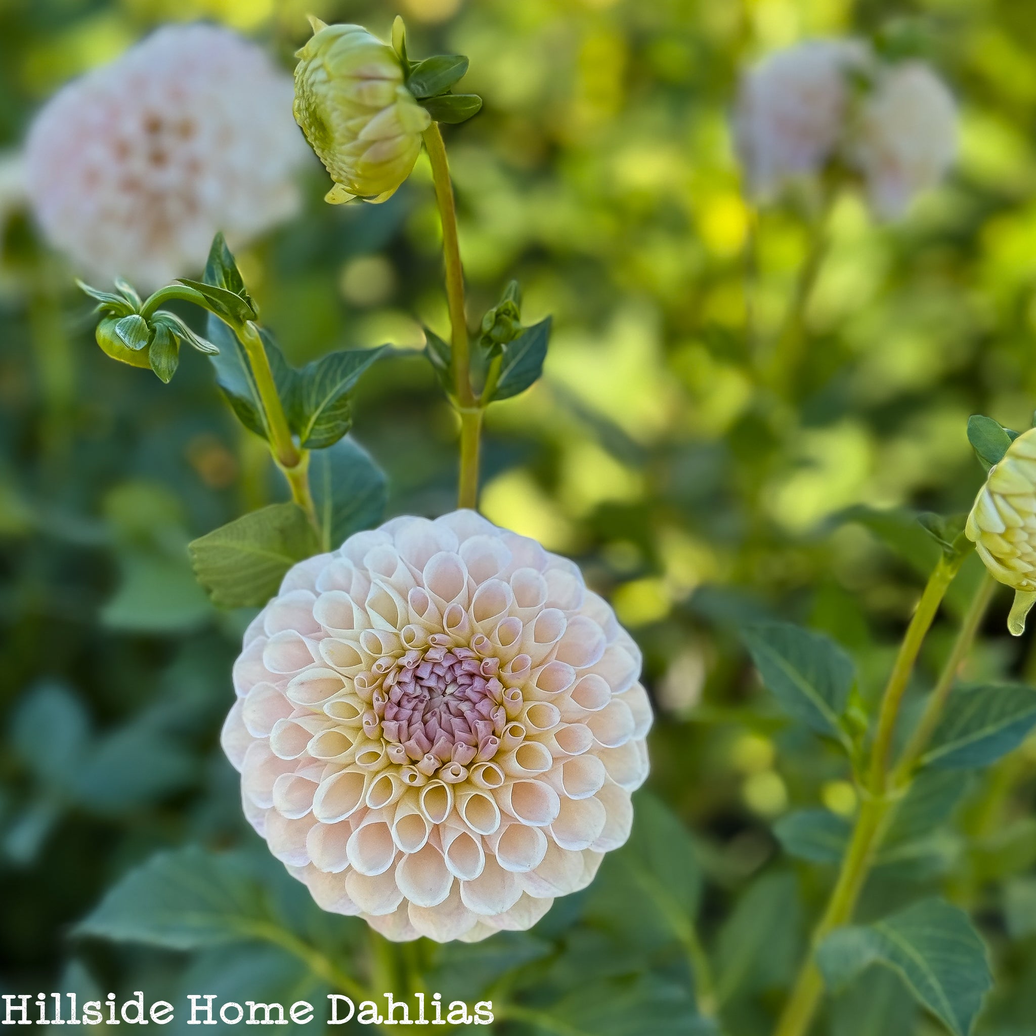 20th Ave Memory Tuber – Hillside Home Dahlias