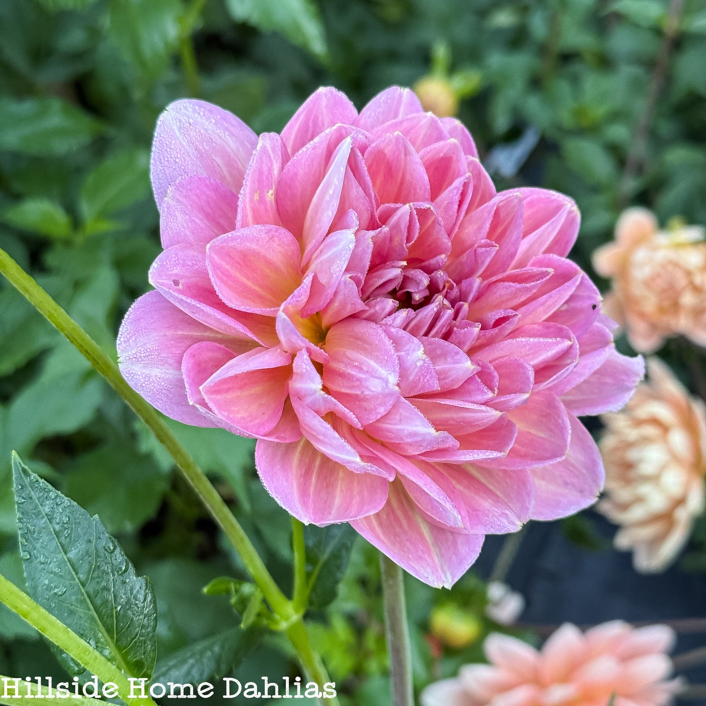 Hapet Old Charm Rooted Cutting