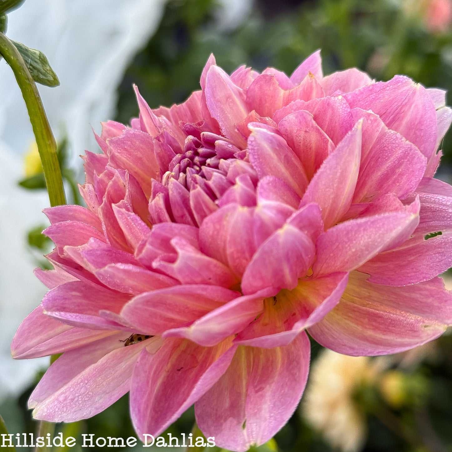 Hapet Old Charm Rooted Cutting