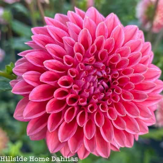 Lee’s Coral Enigma Tuber