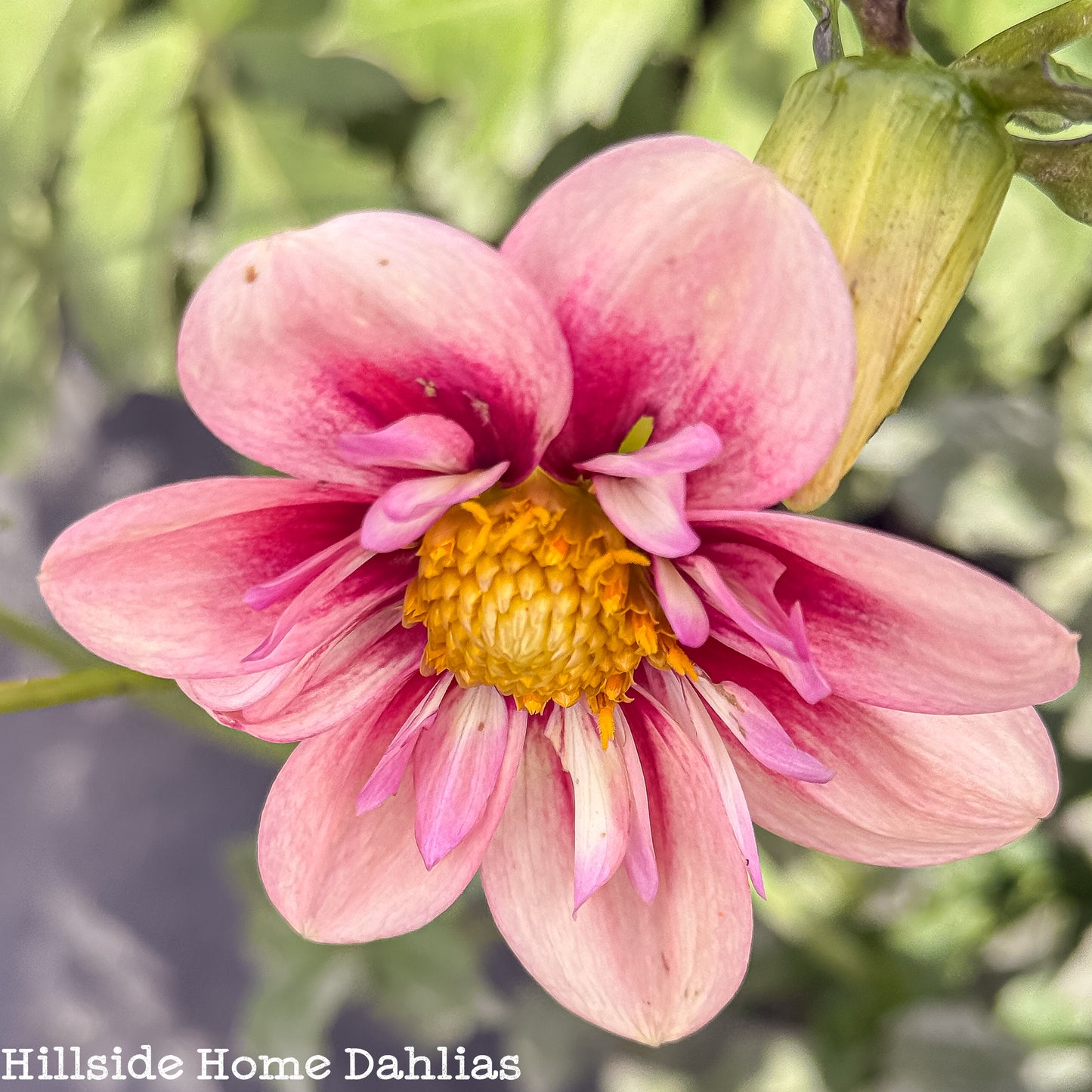 Rhubarb and Custard Rooted Cutting
