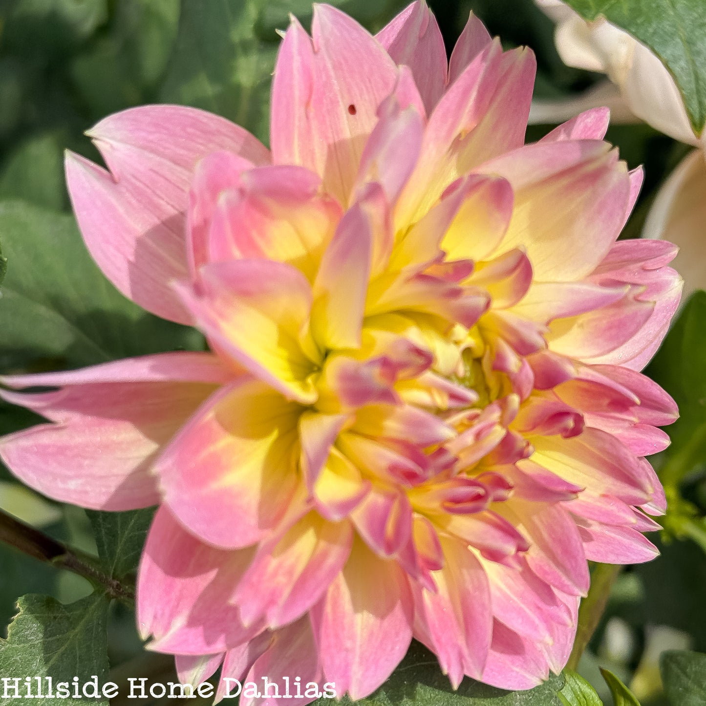 Rosemary Webb Tuber (Limit One)