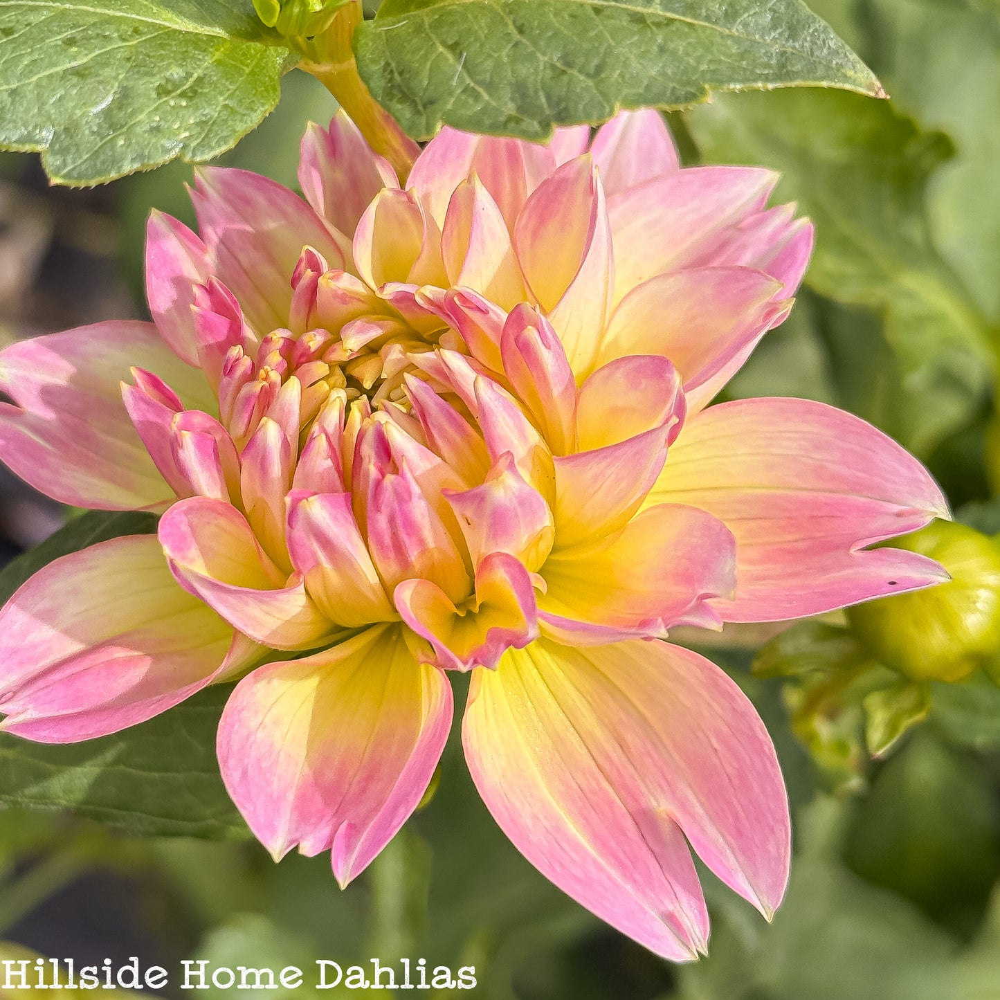 Rosemary Webb Rooted Cutting