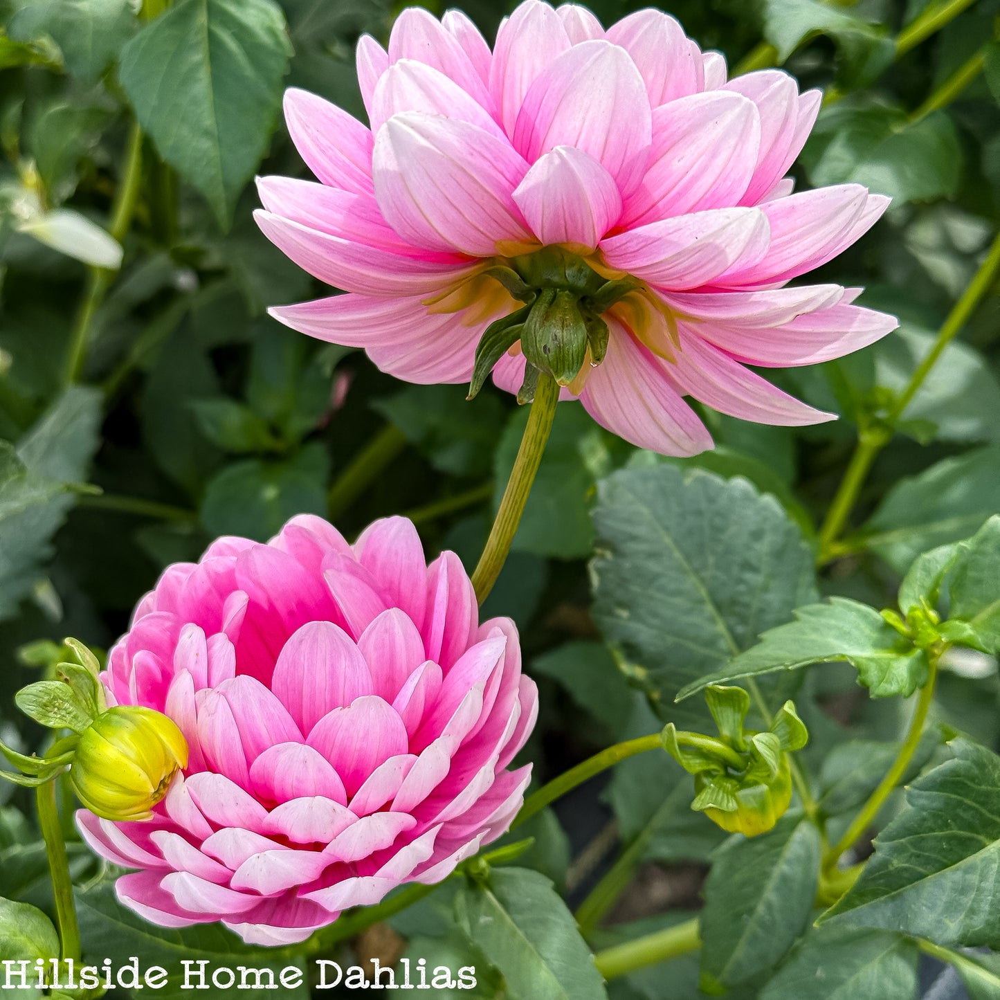 Hollyhill Pink Parfait Tuber (Limit One)