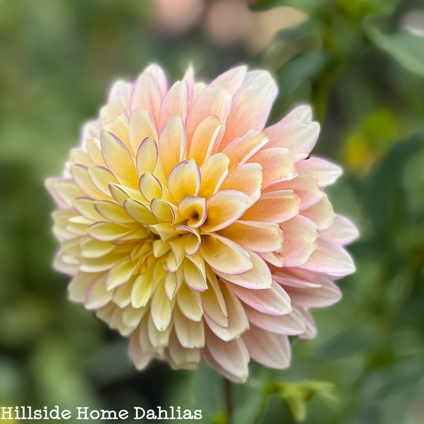 Bloomquist Blush Tuber