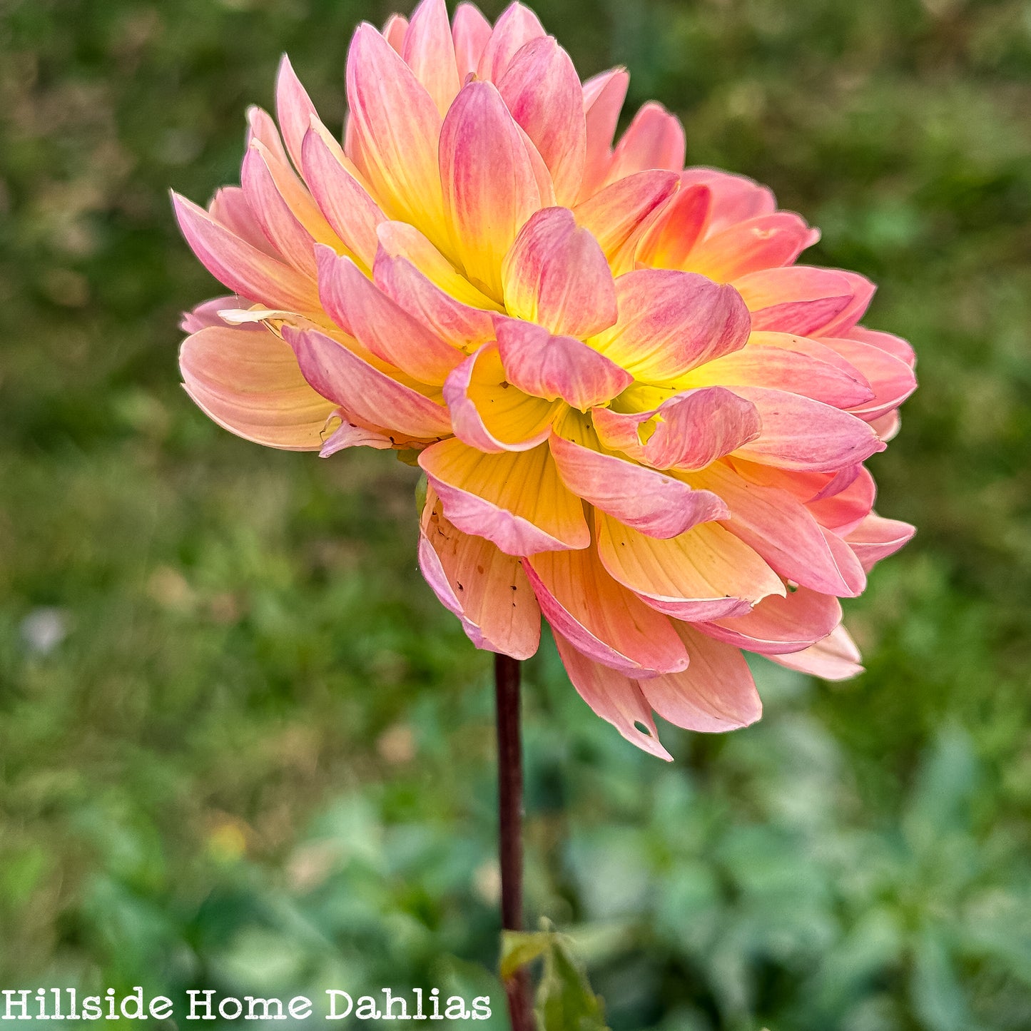 Sandia Bliss Rooted Cutting