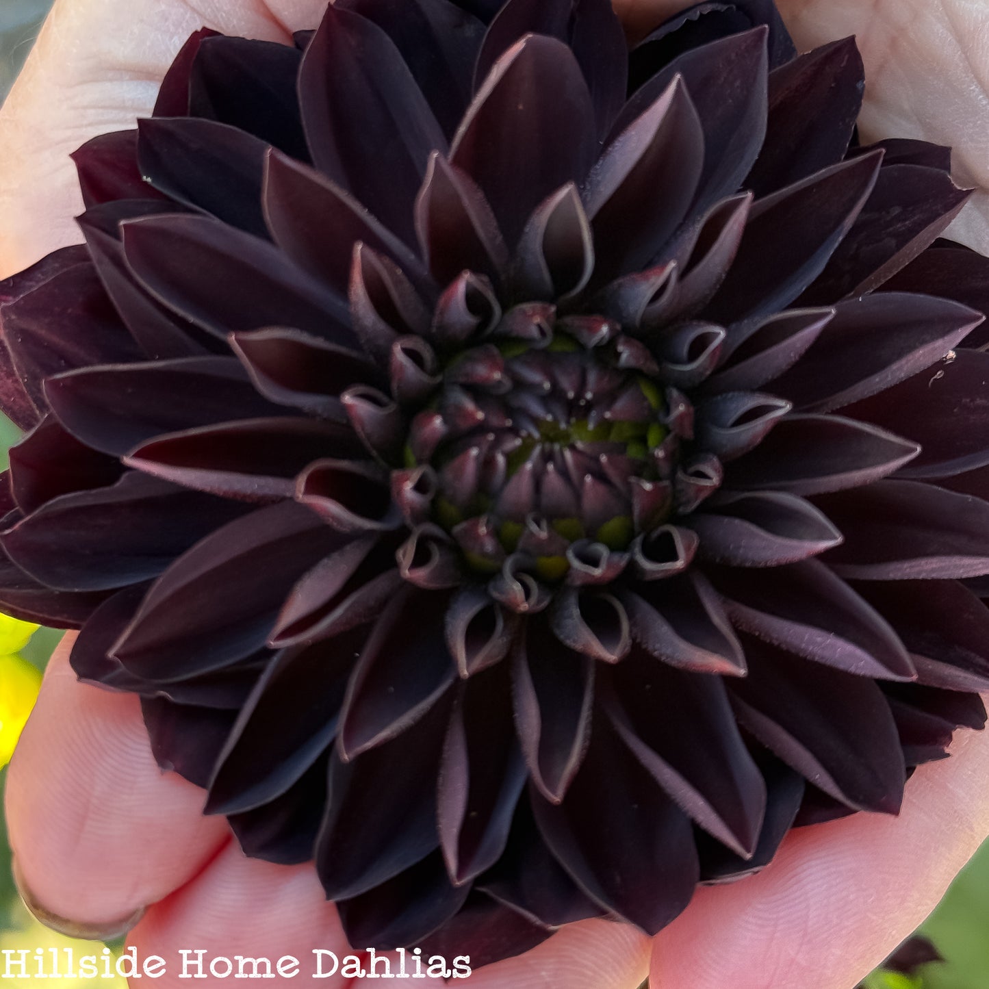 Czarny Charakter Rooted Cutting