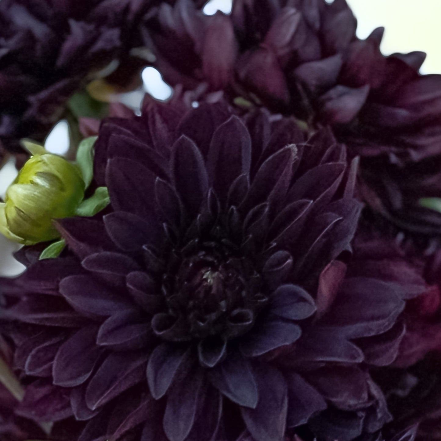 Czarny Charakter Tuber (Limit One)