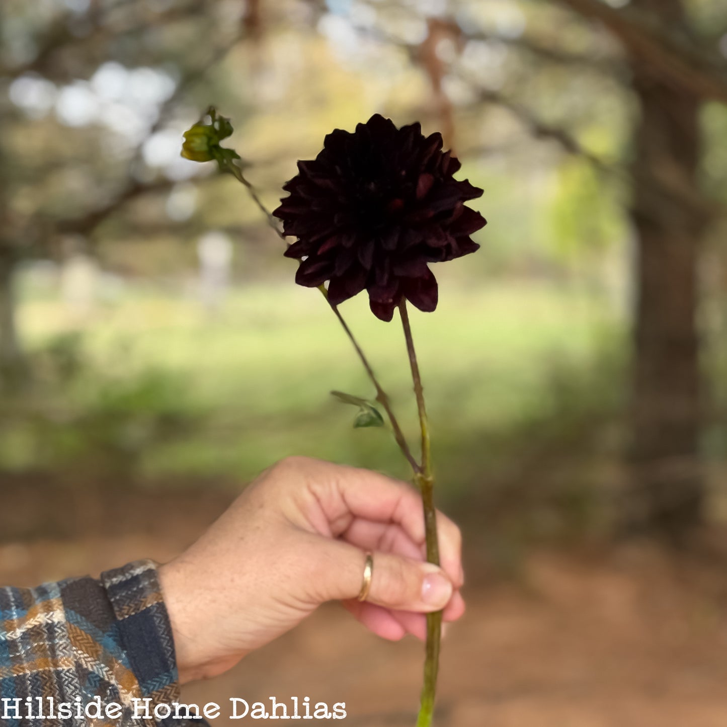 Czarny Charakter Tuber (Limit One)