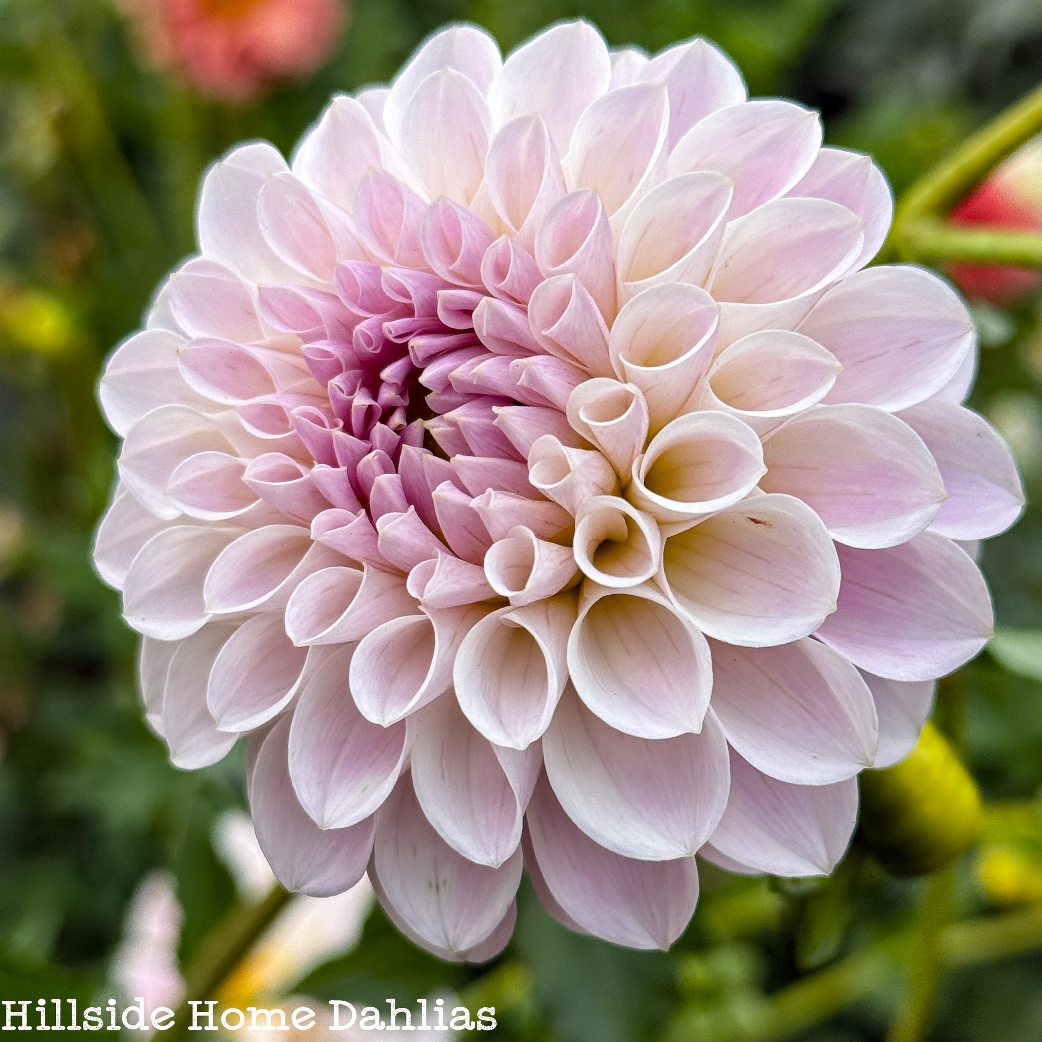 RM Hannah Joe Tuber (Limit One) – Hillside Home Dahlias