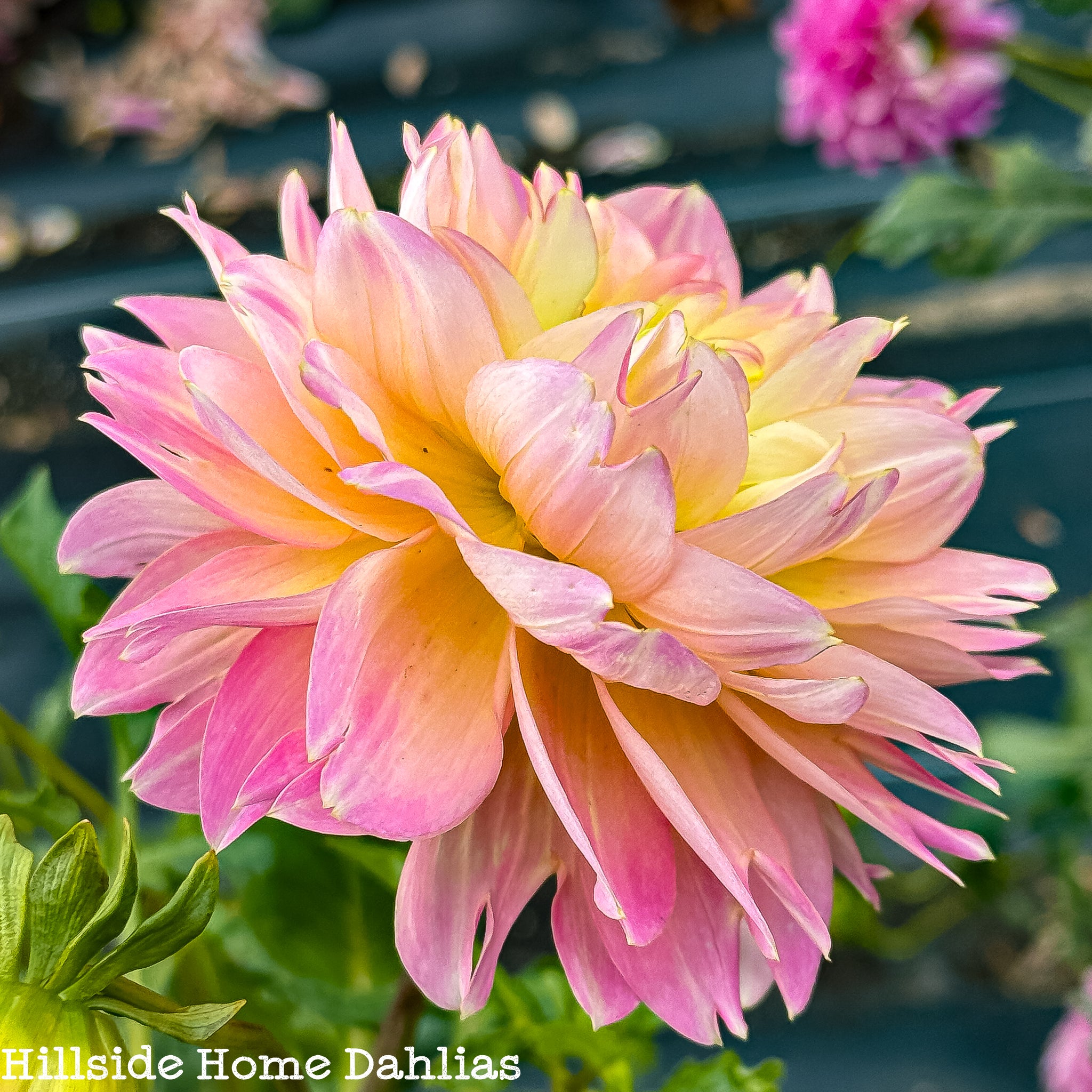 Rosemary彩ページ Rosemary Webb Rooted Cutting – Hillside Home Dahlias