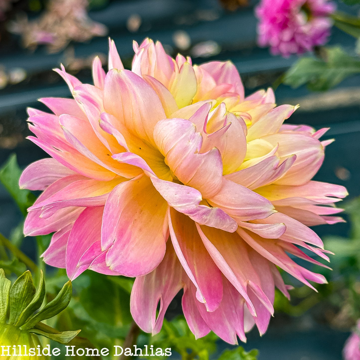 Rosemary Webb Tuber (Limit One)