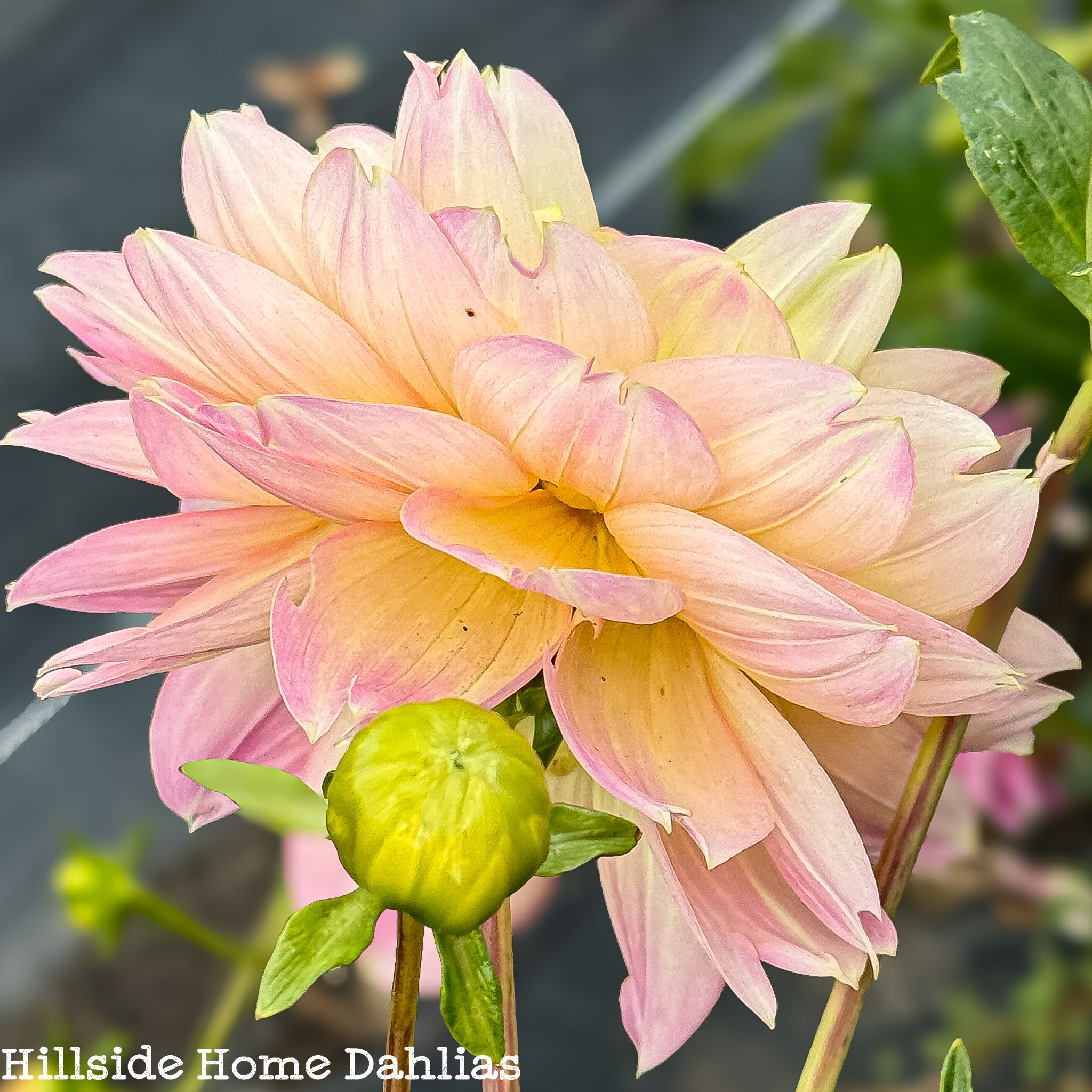 Rosemary Webb Rooted Cutting – Hillside Home Dahlias