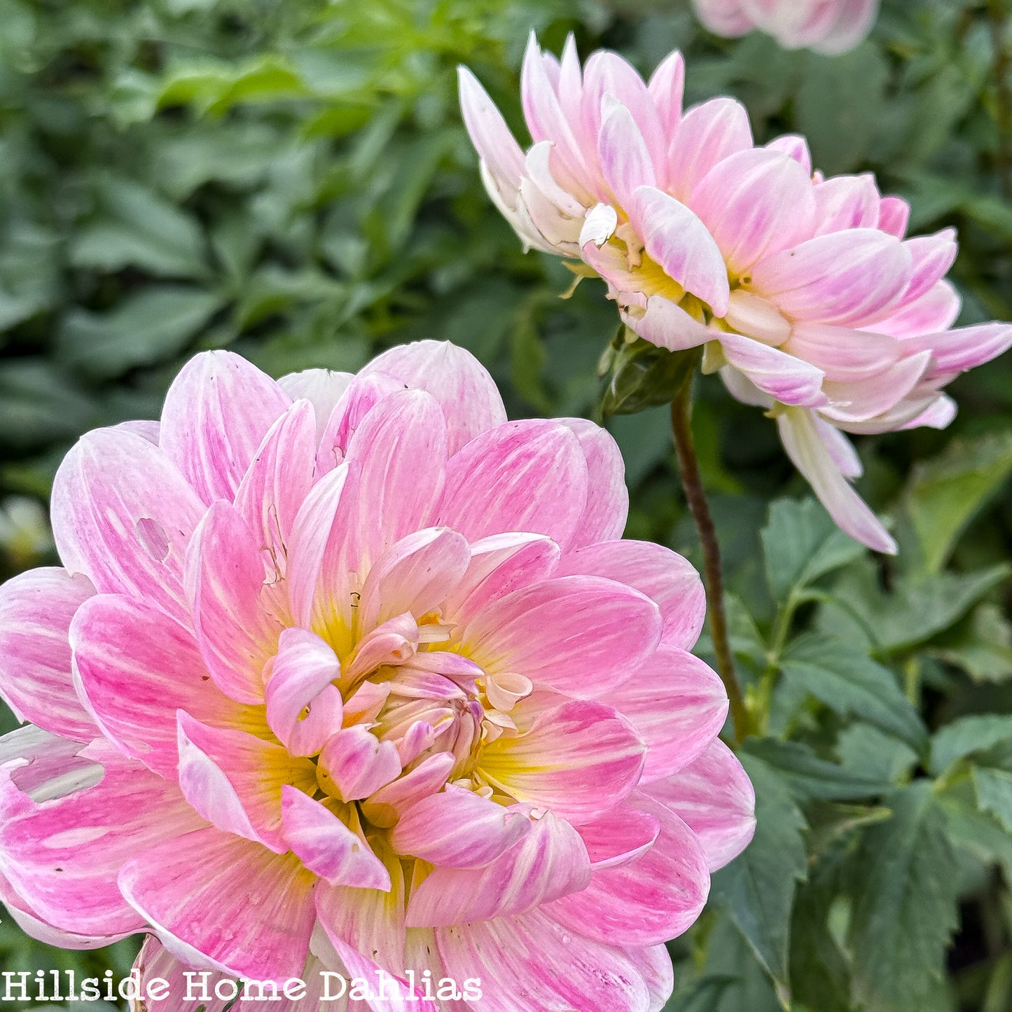 Kelgai Ann Rooted Cutting