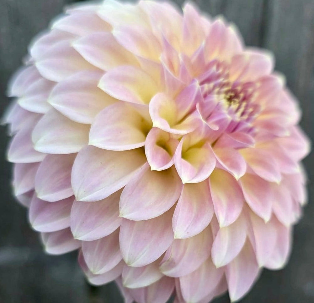 Coorabell Astrid Dahlia