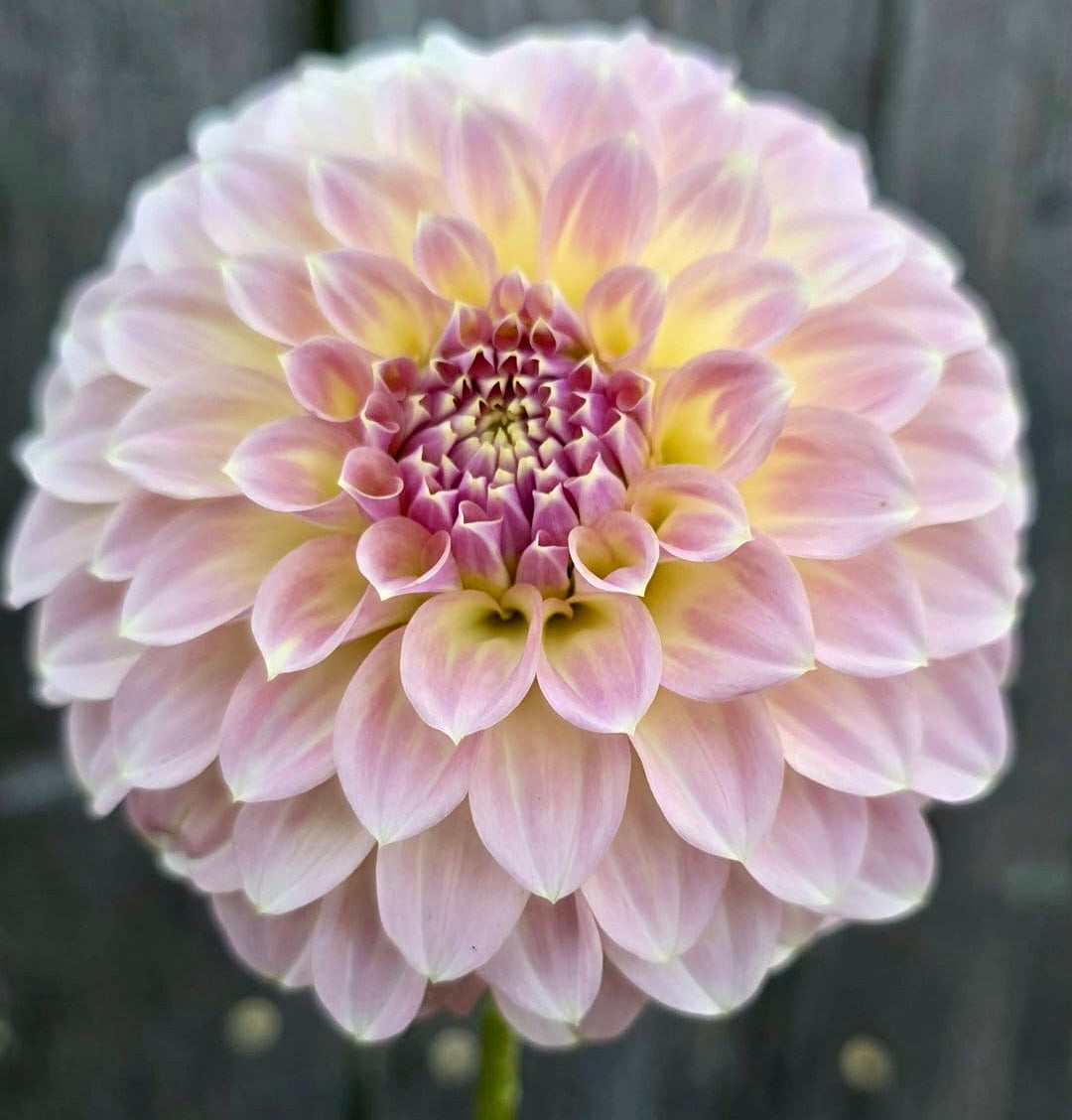 Coorabell Astrid Dahlia