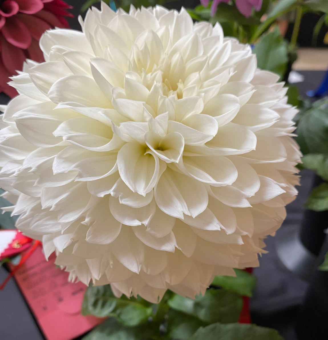 Gitts Attention Tuber