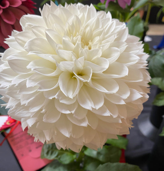 Gitts Attention Tuber