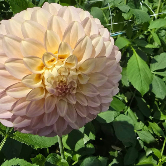 Coorabell Jessie Rooted Cutting