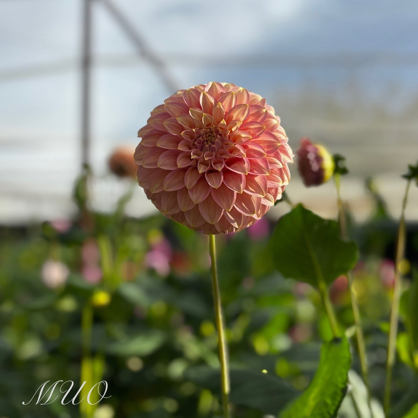 Coorabell Jessie Rooted Cutting
