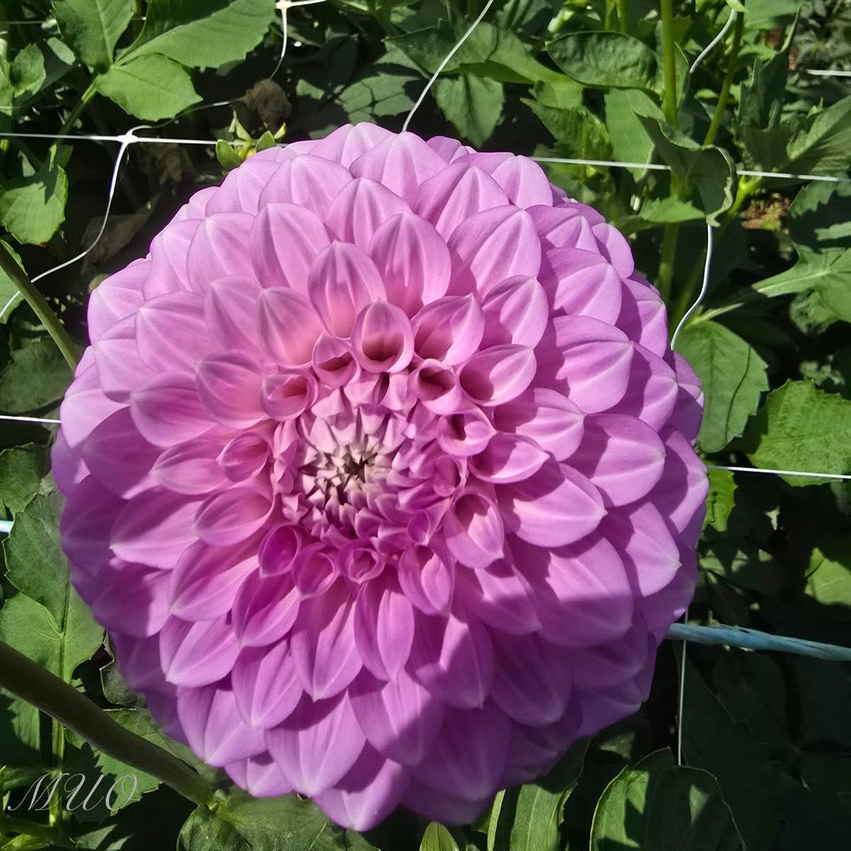 Coorabell Zoe Rooted Cutting